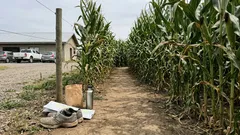 La Crinera: el laberinto de maíz más grande de Sudamérica y cómo visitarlo sin estrés