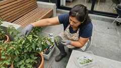 Oruga en la santa rita: cómo identificarla y frenarla sin dañar la planta